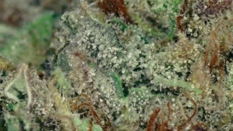 Ganja Godess Sour Diesel Deli Flower at UURB Dispensary