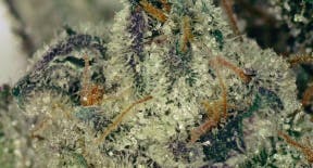 Medicine Creek Mod G Deli Flower