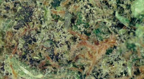 Ganja Goddess Critical Nebular Haze at UURB Dispensary - Bigfork MT