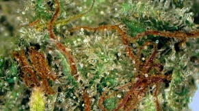 The Hi-Line Bruce Banner Deli Flower at UURB Dispensary - Fairview