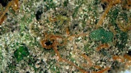 Power Plant Apple Fritter Deli Flower at UURB Dispensary - Fairview