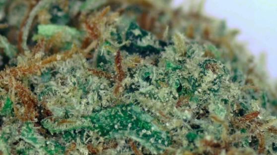 Green Fire Northern Lights Deli Flower