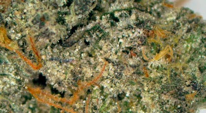 Terpology Landslide Deli Flower at UURB Dispensary - Fairview