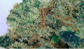 Shovels Head Dr Deli Flower at UURB Dispensary - Fairview