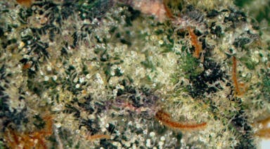 Rock Bottom Gelato 33 Deli Flower at UURB Dispensary - Fairview