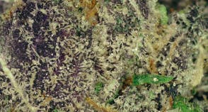 Ganja Goddess Trophy Wife+White Runtz Deli Flower at UURB Dispensary - Fairview