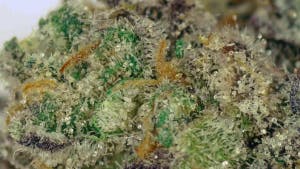 Quaking Aspen Blueberry Diesel Deli Flower