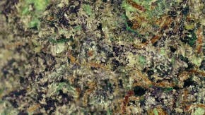 Ganja Goddess Master Kush Deli Flower at UURB Dispensary - Fairview