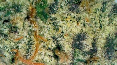 Apogee Gardens Sour Diesel Punch Deli Flower