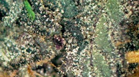 Power Plant Sativa Deli Flower at UURB Dispensary - Fairview