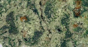 Medicine Creek Cannabitch Deli Flower