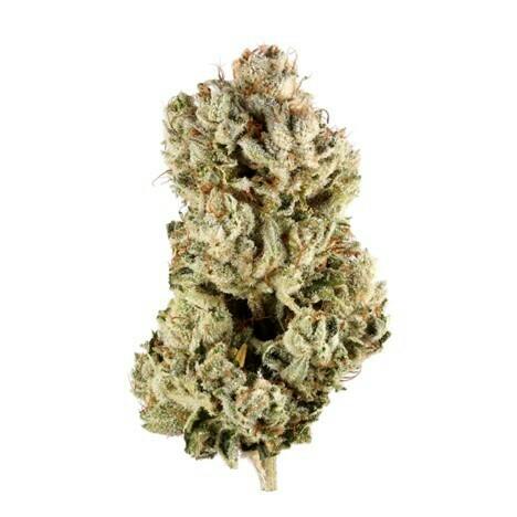Campfire Cannabis | GG4 | 1/8oz Flower at Lake Leaf Cultivation