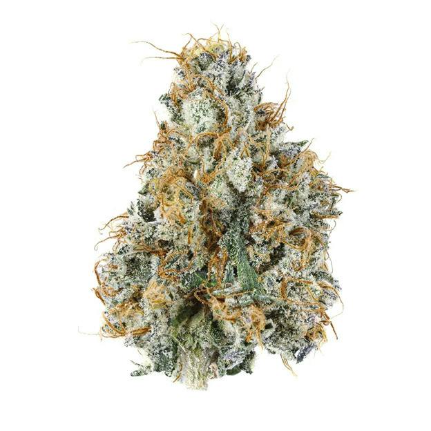 Campfire Cannabis | Gary Payton | 1/8oz Flower at Lake Leaf Cultivation
