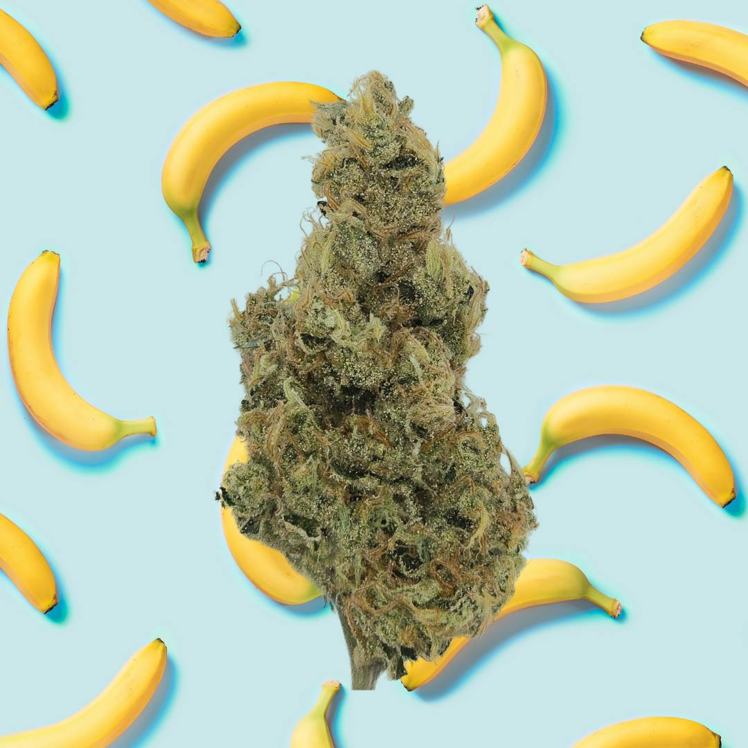 POPCORN | HONEY BANANAS | 7G - 7 g