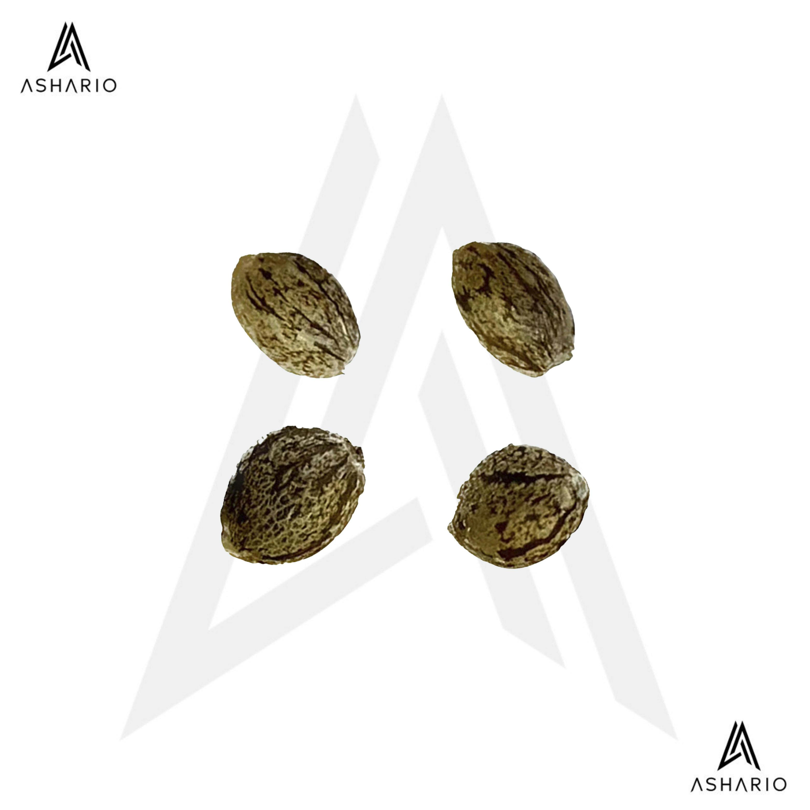 Auto Gelato Biscotti | 4 Pack