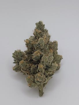 Gas Pack Gardens: Jungle Kush