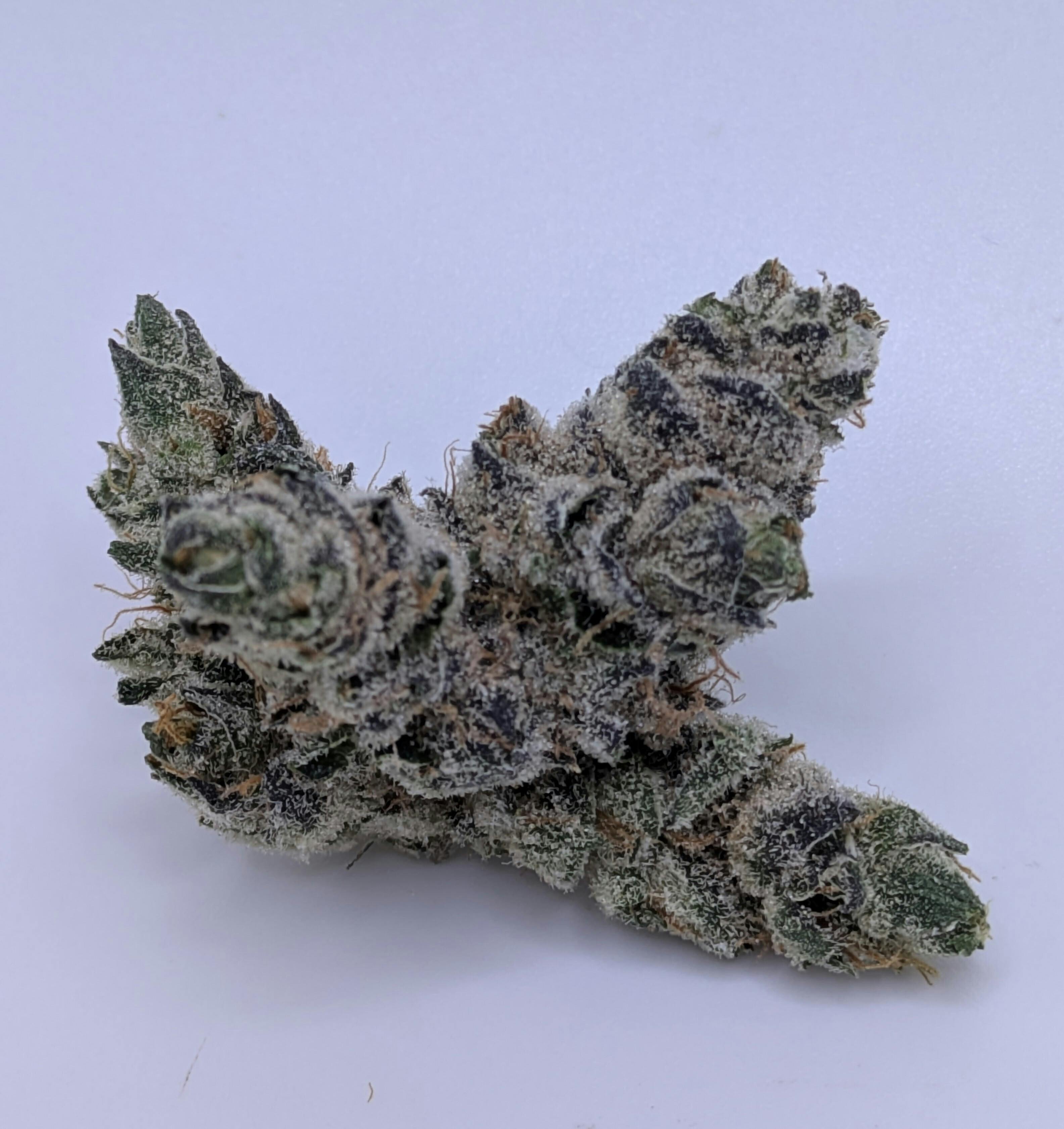 Gypsie Road - Captains Cannabis