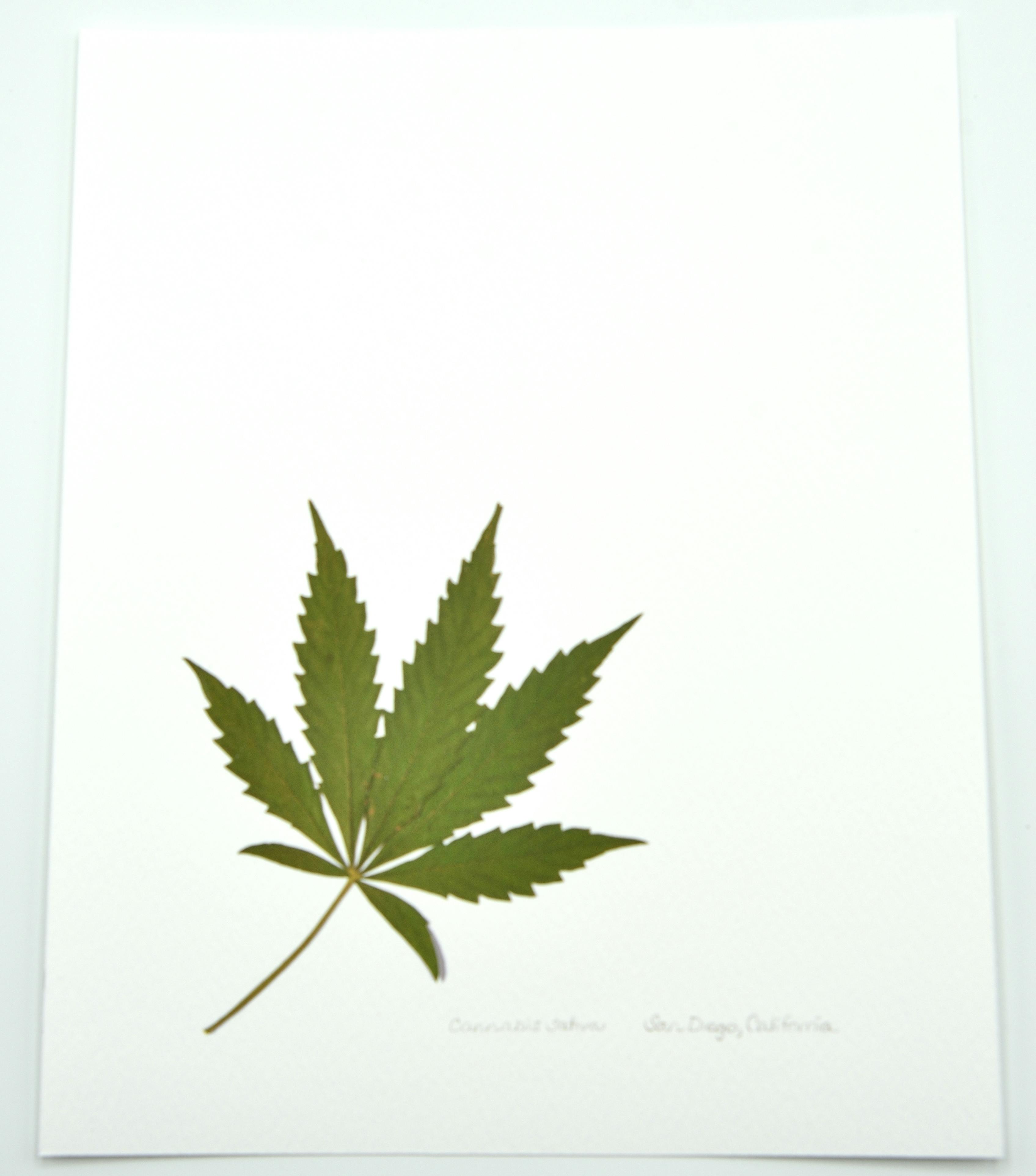 SINGLE CORNER LEAF PRINT