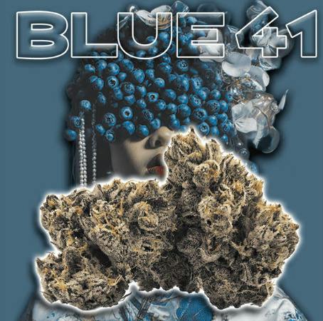 Blue 41 by Green Dragon