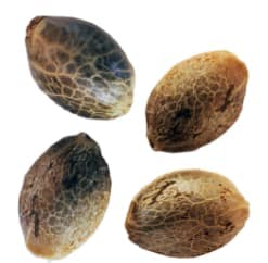 BC West Coast Feminized Seed Multi Pack 4 Pack Seeds