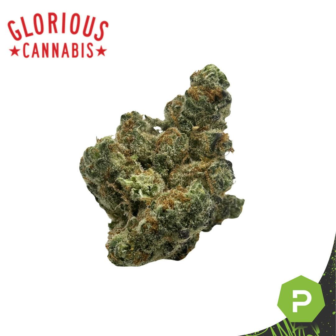 Glorious | Martian Monster