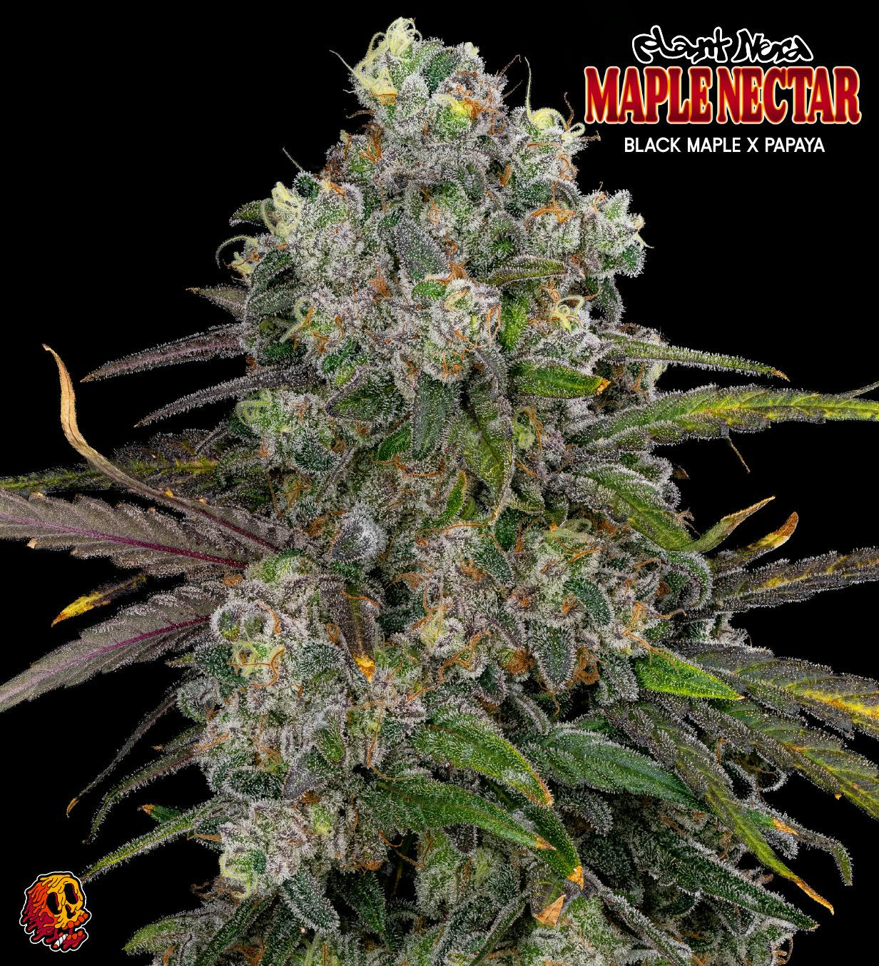 Plant Nerd | Maple Nectar cannabis product