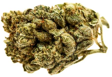 Potluck - Banana Cream - 7g