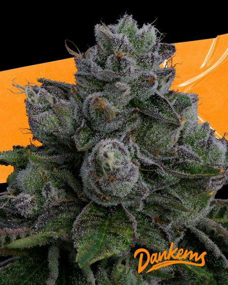 Dankems Flower Blue Nerdz