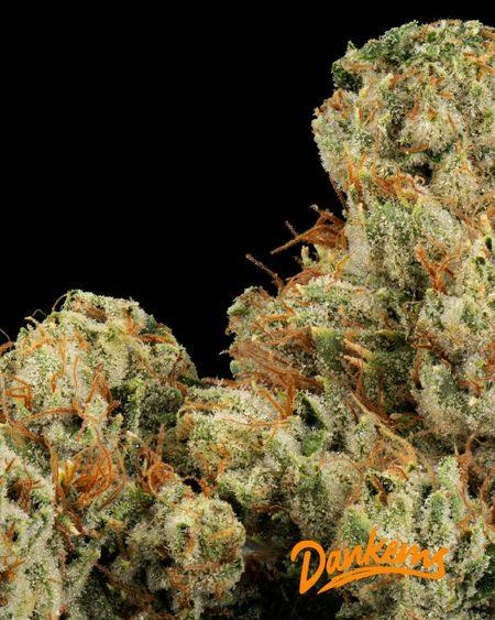 Dankems Flower ADL