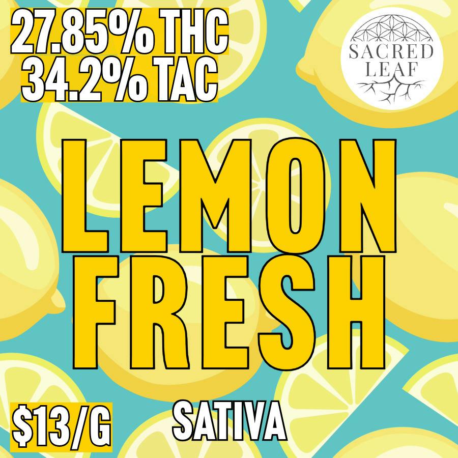 Sacred Leaf - BULK - Lemon Fresh at MothaPlant St. Albans Dispensary