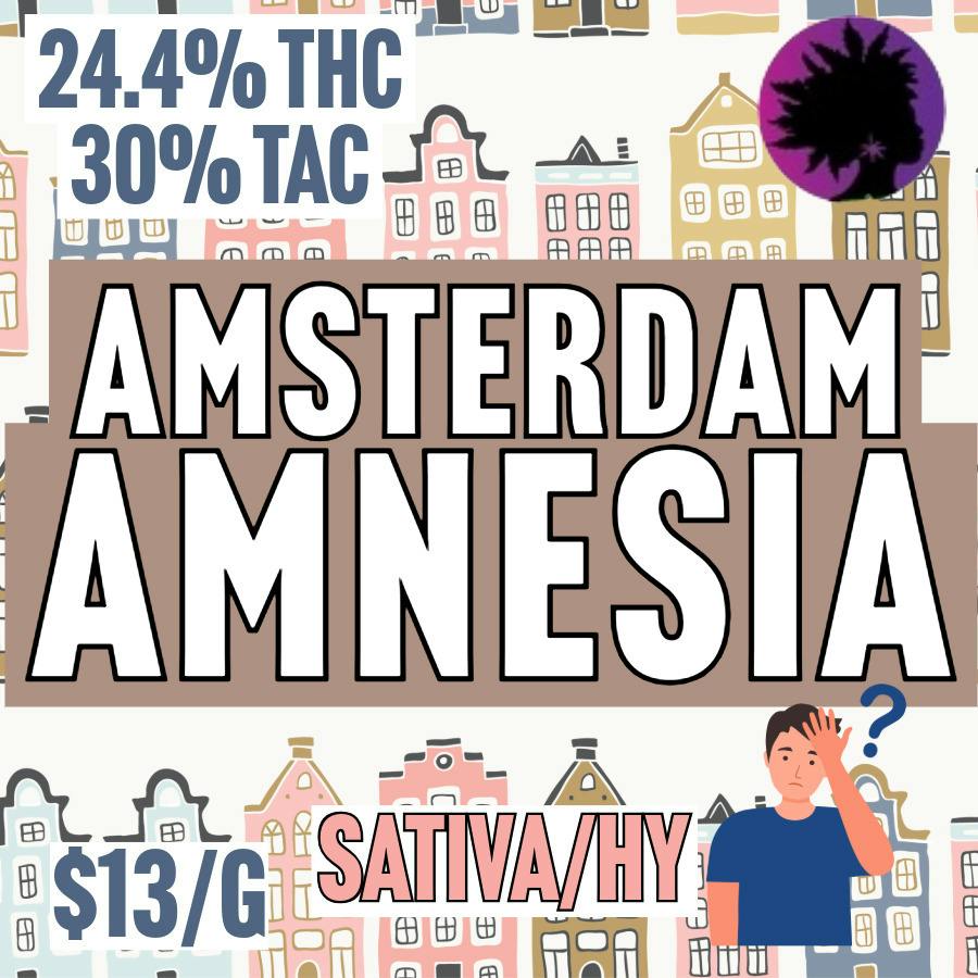 Mr. Tree - BULK - Amsterdam Amnesia at MothaPlant St. Albans Dispensary