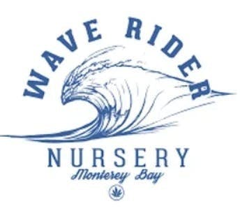 Wave Rider - Tangie — 1g Rosin Infused Preroll