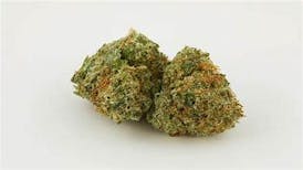 Eighth- Critical Kush 3.5g Flower by Third State 22%