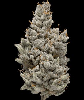 Green Dot Labs - Fuchsia Quarter Jar