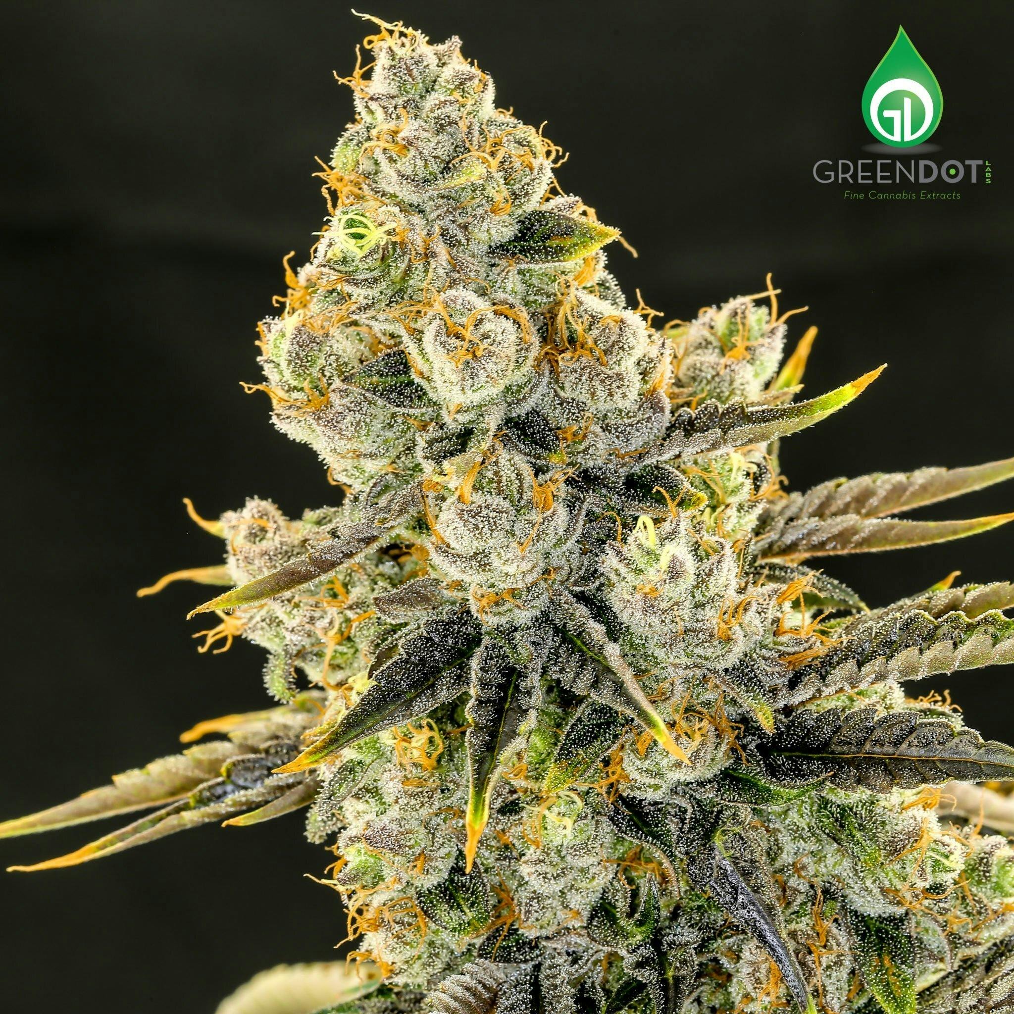 Green Dot Labs - Screaming OG Quarter Jar