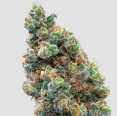 Haylow Farms - Trifecta- SB (REC)