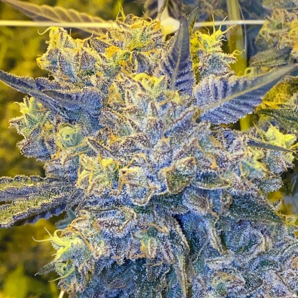RMG - Frose OG (SH)