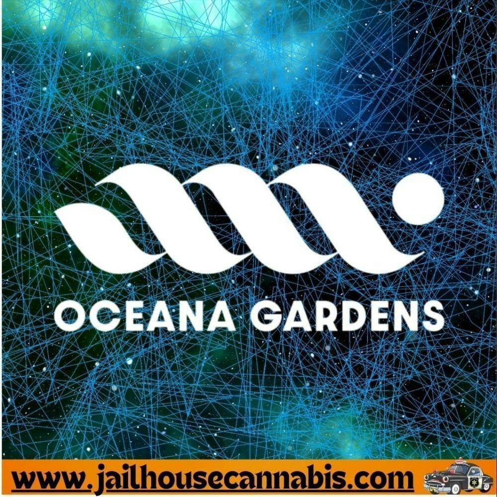 Oceana Gardens - Big Foot Glue Flower (H)