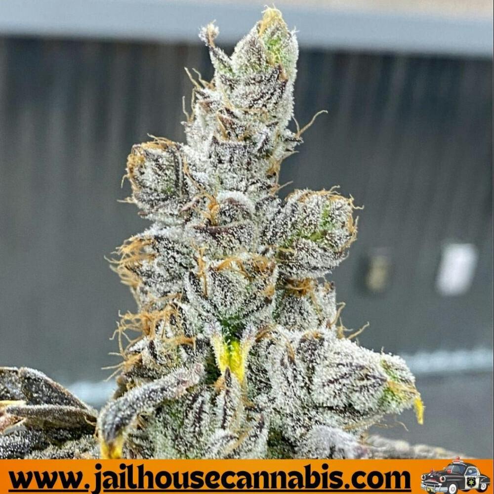 RMG - Alien Cream Cookies (I)