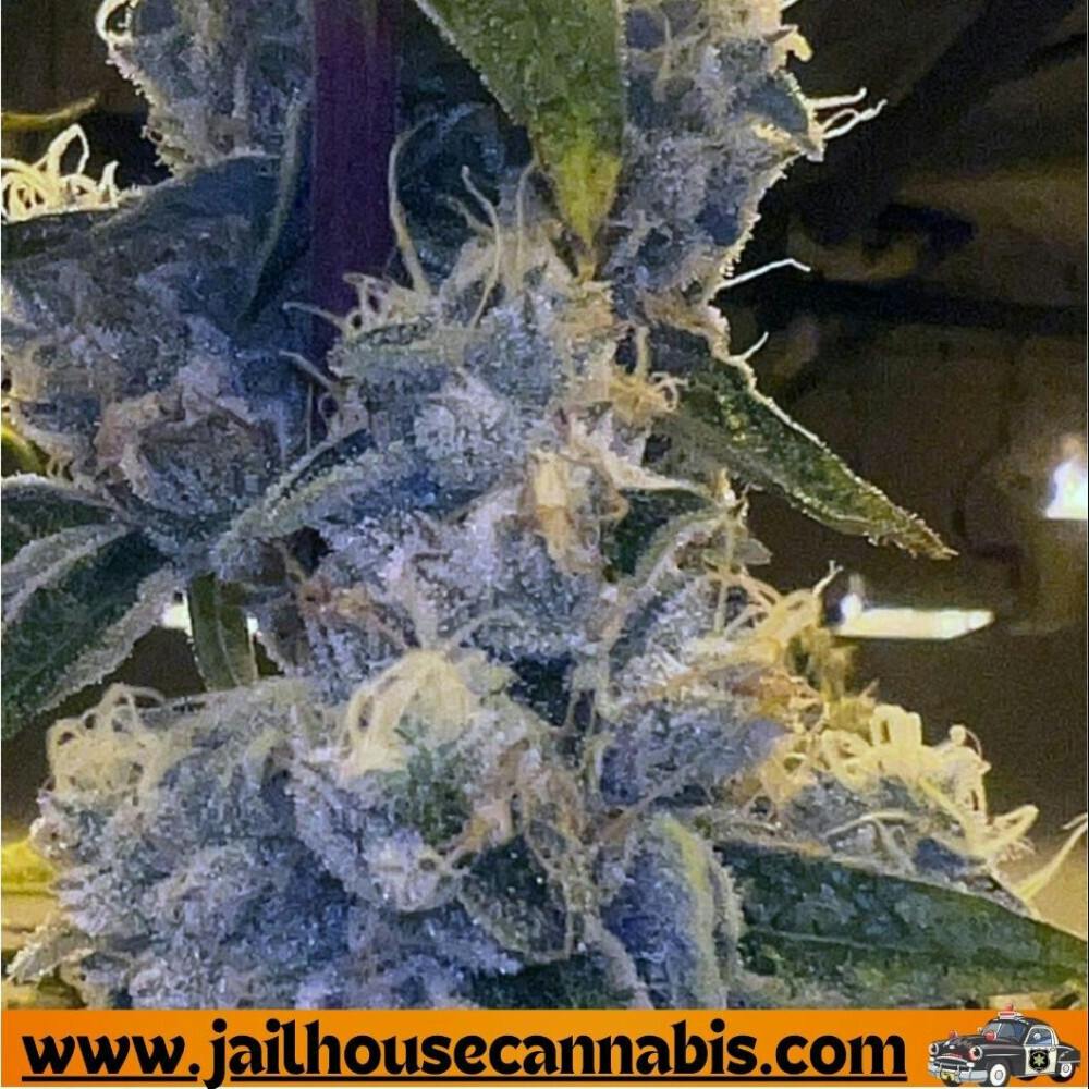 RMG - Dank Juice (S)
