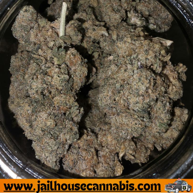 Frosted Farms Flower - Glue Cheese (H)