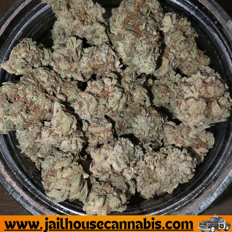 Alpha - Gorilla Glue #6 Flower (H)
