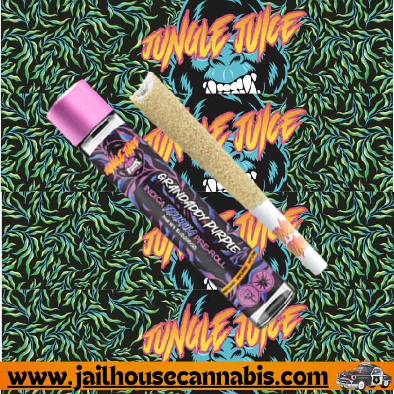 Jungle Juice Tarantula - Grandaddy Purple (I)