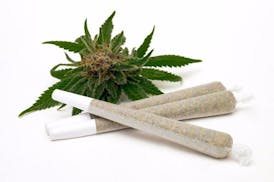 Gusher X Maitai #2 - 1g PR - (Sativa)