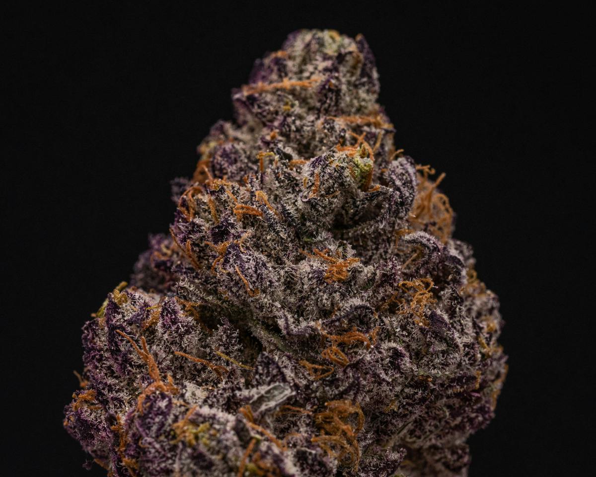 High Rollers - Flower - Triple Chocolate Chip (iH) - Bulk
