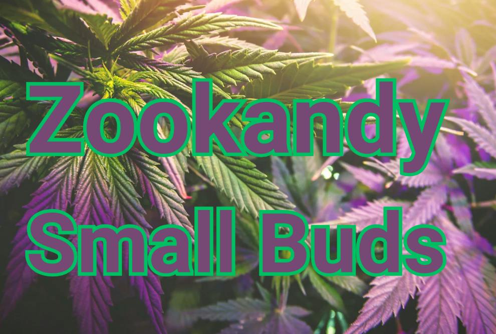 High Rollers - Small Flower - Zookandy (iH) - SMOL SMALL $4/g - Bulk