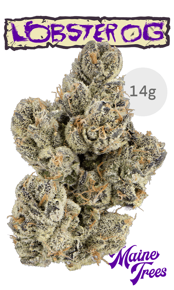 Maine Trees 14g Flower - Lobster OG
