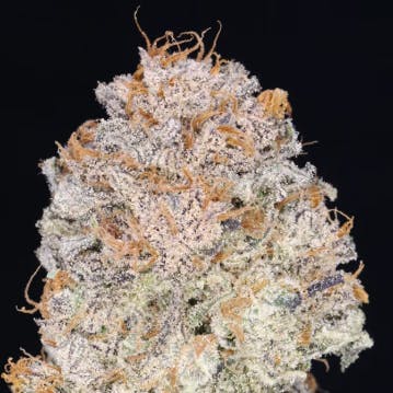 JAHnetics - Chocolate Thai 🍫🏝️