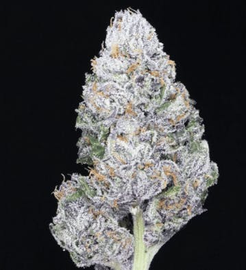 JAHnetics - Dark JAHcolate🍫(JAH Cheese x White Runtz) - Eight
