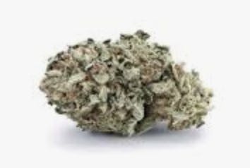 PK32 | Hybrid Flower